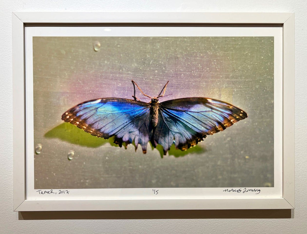 Tamed by Roberta Fineberg, Contemporary Color Photography of Butterflies