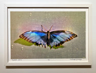 Tamed by Roberta Fineberg, Contemporary Color Photography of A Butterfly