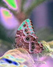 Load image into Gallery viewer, Hello, Goodbye by Roberta Fineberg, Contemporary Color Photography of a Butterfly
